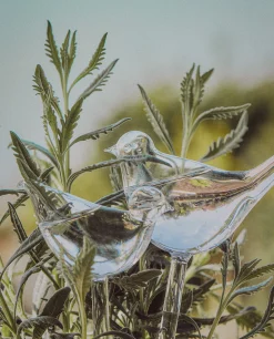 Flowerpots*ZARA Home Borosilicate Glass Self-Watering Bubble Transparent