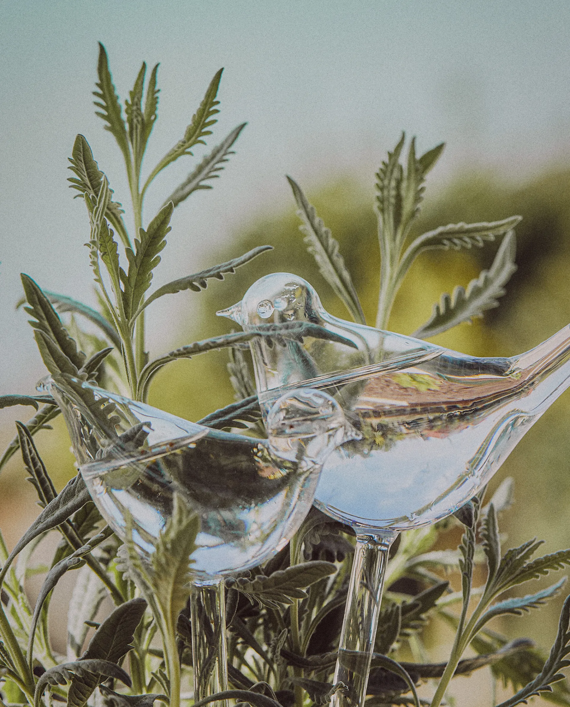 Flowerpots*ZARA Home Borosilicate Glass Self-Watering Bubble Transparent